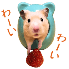Golden hamster Mugi's life2
