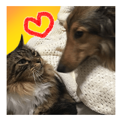 lovely cat and dog