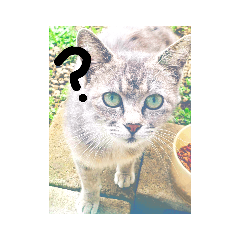 猫ちゃんかわいいにゃーん