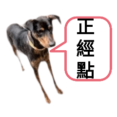 右腦犬第五集