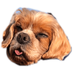 shiho_20220520105419