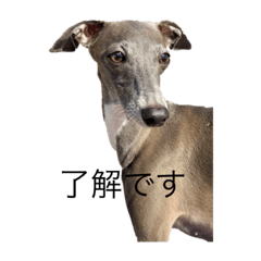 Sherman the iggy