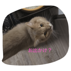 cocoa B(cat)