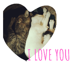 cat love you