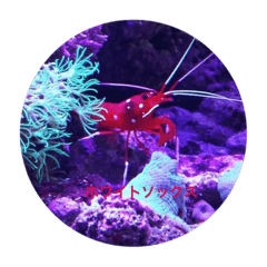 coral aquarium
