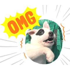 I’m Mr.Dog