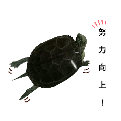 龜龜日常之龜龜