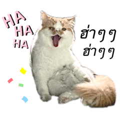 Cat box_20220519160834