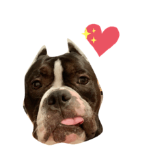 美國惡霸犬-Ruby