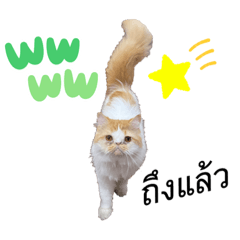 Cat box_20220519161226