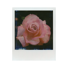 Polaroid of Rose Garden 01