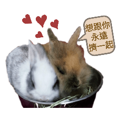 Bunny pudding_20220519220007