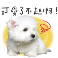 West Highland White Terrier-King