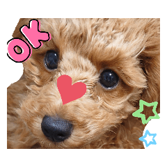 lovelyKoro