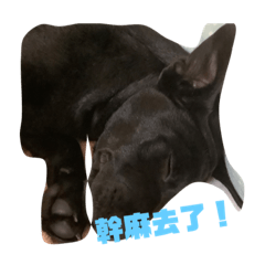 小狗幫你叫老公理你 (•◡•) /