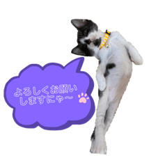 うちのねこーズ4