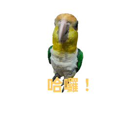 凱克鸚鵡的日常