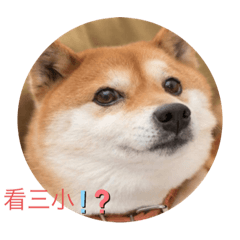 柴柴宿舍ʕ•ᴥ•ʔ