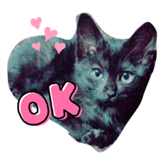 ringo_20220520221600