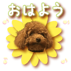 Gentle nature toy poodle(3)