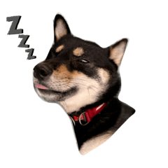 羅小熊