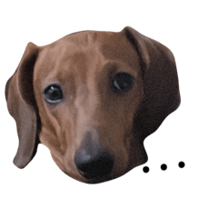 我家的寵物們（My pets）