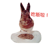 rabbit daily.