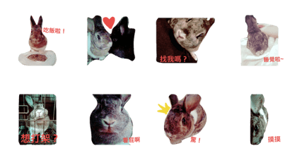rabbit daily.