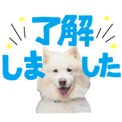 samoyed.bon