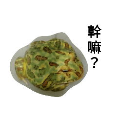 角蛙和龜龜們的日常