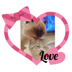 毛小孩跟小大人的成長日記