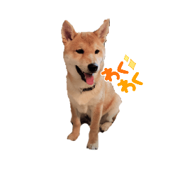 MAMESHIBA SOUChan