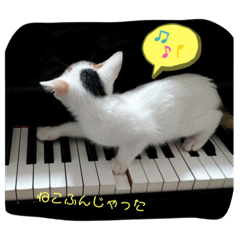 cat sticker. choco&matari