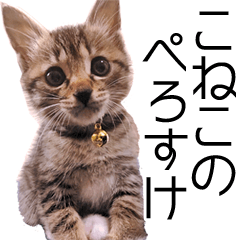 kitten Perosuke