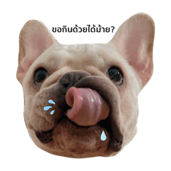 Moo yor Cute : French Bulldog