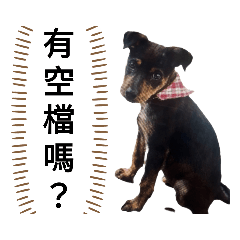 右腦犬第4.0集