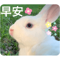 兔寶們的日常用語-01