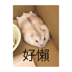 畫畫很醜之貼圖