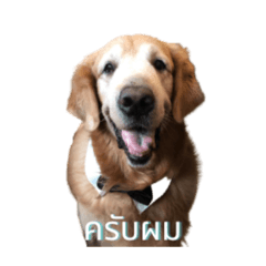 JinJin the golden retriever