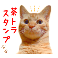 Red tabby cat casual sticker