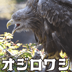 friends of the zoo(white-tailed eagle)