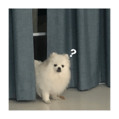 nong pao n nong new 2