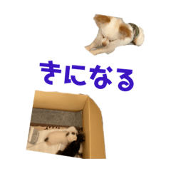 Shiho_20220523004703