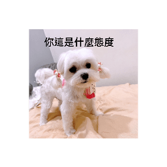 Gucci小哭的日常7