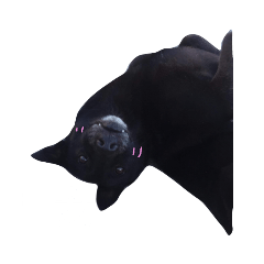 可愛嗎！！