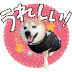 Ponta of Shibainu