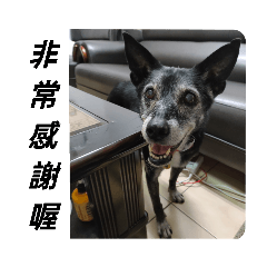 校犬厭寶貝