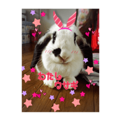 pandarabbit
