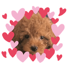 marron love everyday