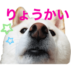 白柴ココの日常③